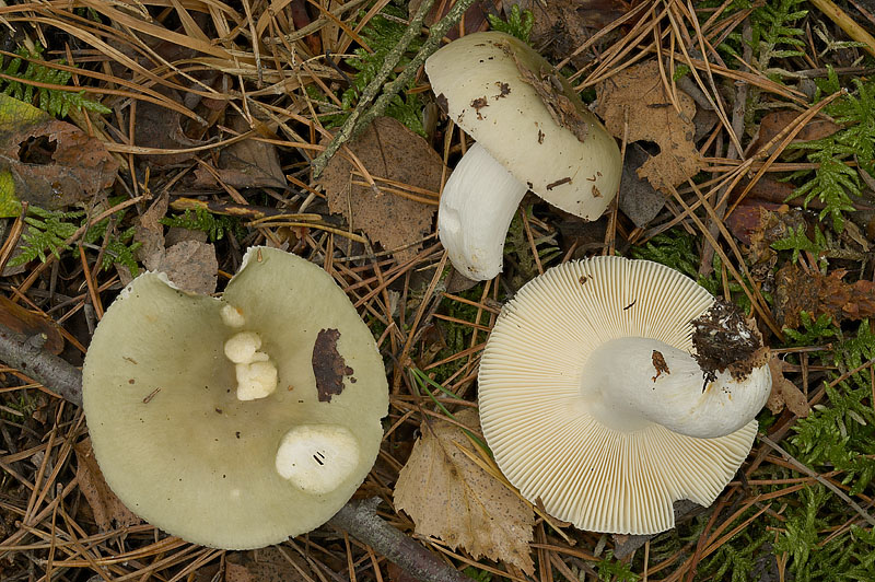 Russula aeruginea